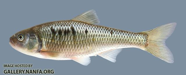 Luxilus cornutus Common Shiner 