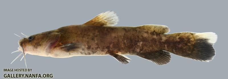 Pylodictis olivaris Flathead Catfish 