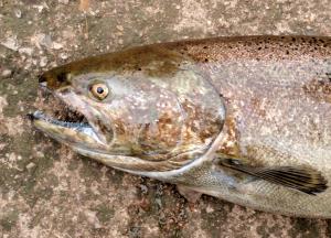 Chinook Salmon