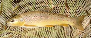 Brown Trout