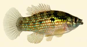 Jordanella floridae