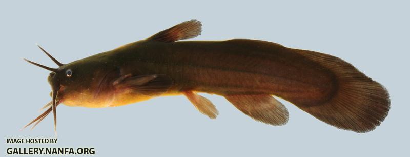Noturus gyrinus Tadpole Madtom 