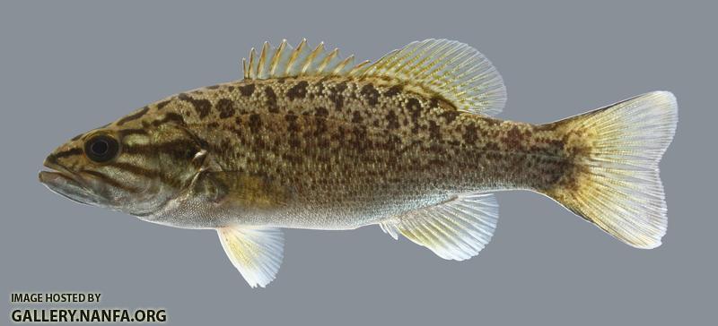 Micropterus dolomieu Smallmouth Bass 