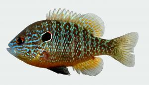 Northern Sunfish