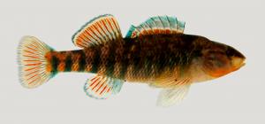 Rainbow Darter