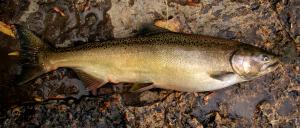 Chinook Salmon