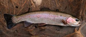 Rainbow Trout