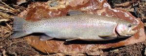 Coastal Rainbow Trout