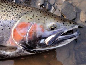 Coastal Rainbow Trout