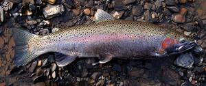 Coastal Rainbow Trout