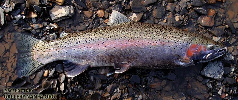 Coastal Rainbow Trout