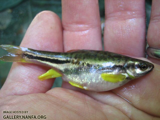 Mountain redbelly dace female 2.JPG.jpg