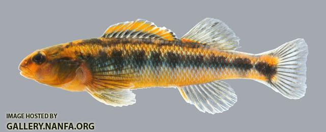 Percina roanoka  Roanoke Darter  