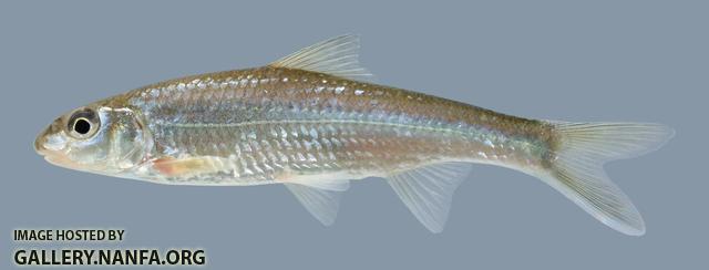 Macrhybopsis storeriana Silver Chub 1.2