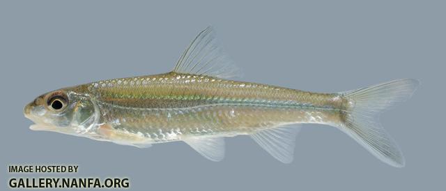 Macrhybopsis storeriana Silver Chub 241.1