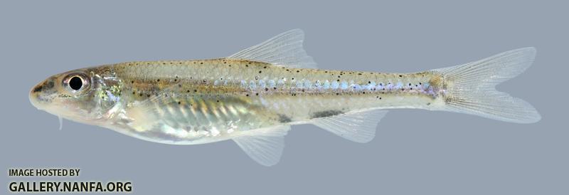 Macrhybopsis hyostoma Shoal Chub 315