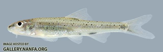Macrhybopsis hyostoma Shoal Chub 402-1.1 