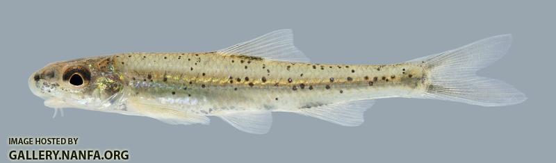 Macrhybopsis hyostoma Shoal Chub 529