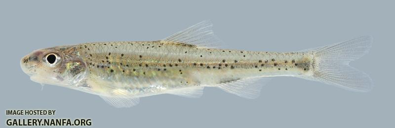 Macrhybopsis hyostoma Shoal Chub  489