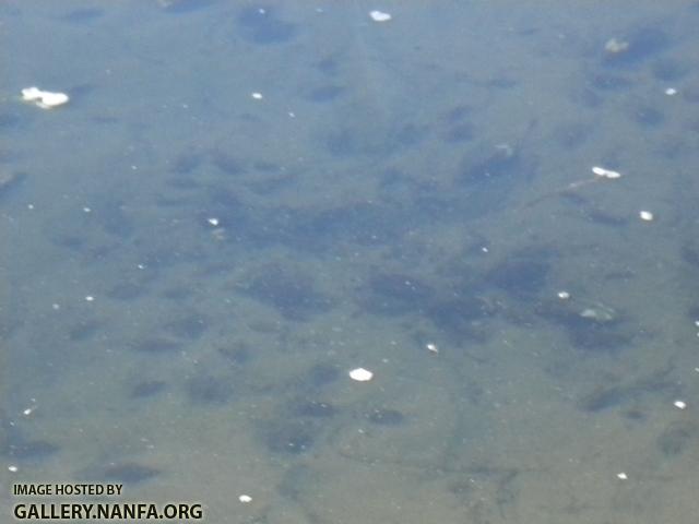 mussel beds good