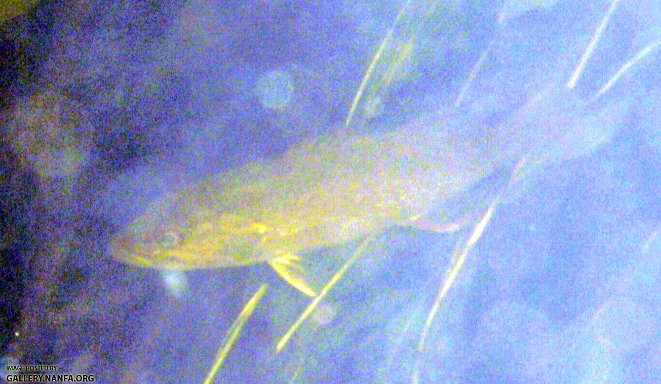sunny underwater color enhanced