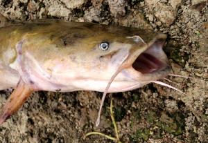 Flathead Catfish