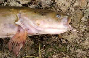 Flathead Catfish
