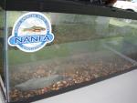 Clean the Cumberland - Tank Setup 2.JPG