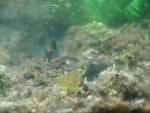 territorial sparring over prime bloodworm land