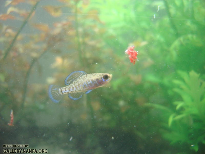 male elassoma gilberti eats a chunk of bloodworms