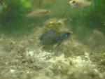 male elassoma gilberti begins to color up