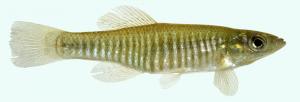 Eastern Banded Killifish