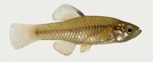 Rainwater Killifish