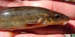 Eastern Longnose Dace