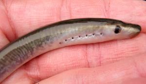 American Brook Lamprey