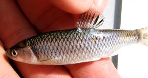 Satinfin Shiner
