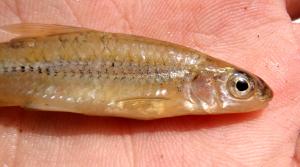 Northern Spottail Shiner