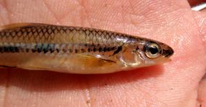 Swallowtail Shiner