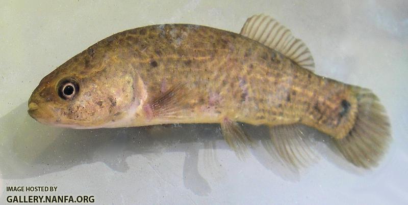 mudminnow face