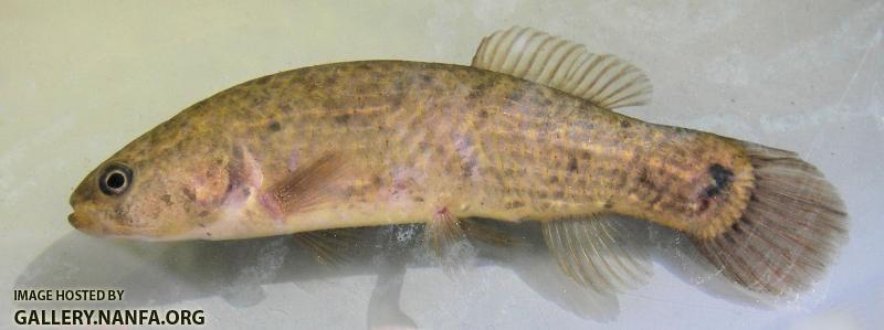 mudminnow