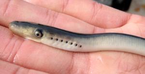 Sea Lamprey