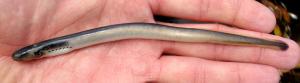 Sea Lamprey