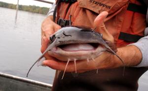 White Catfish