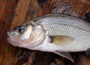 White Perch