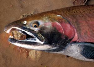 Coho Salmon