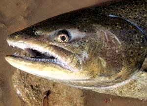 Chinook Salmon