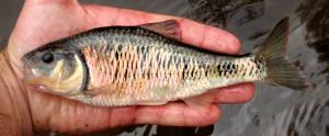 Central Striped Shiner