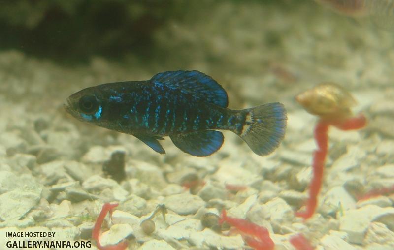gulf coast pygmy sunfish male resize