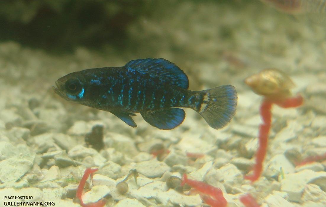 gulf coast pygmy sunfish male resize