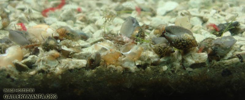 dead snails